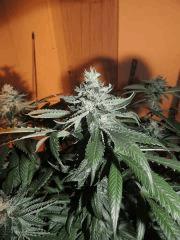 Scott's OG (Rare Dankness)