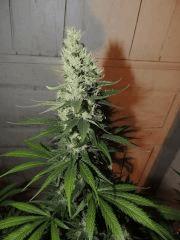 Ed Rosenthal Super Bud (Sensi Seeds)