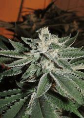 Scott's OG (Rare Dankness)