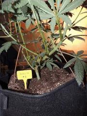 Scott's OG (Rare Dankness)