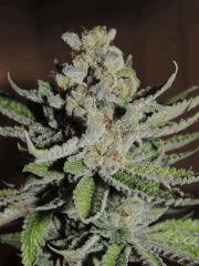 Scott's OG (Rare Dankness)