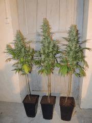 Ed Rosenthal Super Bud (Sensi Seeds)