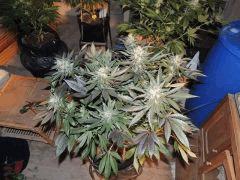 Sour Diesel (Cali Connection)