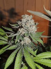 Scott's OG (Rare Dankness)