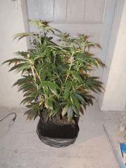 Scott's OG (Rare Dankness)