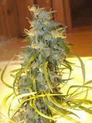 Moonhine Haze (Rare Dankness)