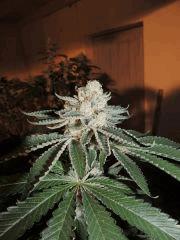 Scott's OG (Rare Dankness)