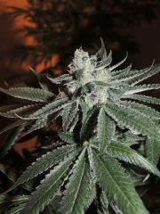 Scott's OG (Rare Dankness)