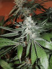 Scott's OG (Rare Dankness)