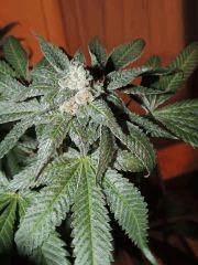 Scott's OG (Rare Dankness)