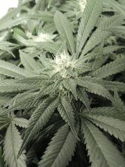 Sour Diesel (Cali Connection)