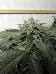 Sour Diesel (Cali Connection)