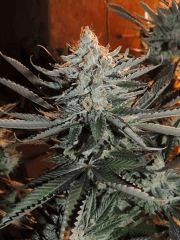 Sour Diesel (Cali Connection)