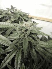 Sour Diesel (Cali Connection)