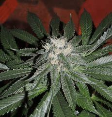 Scott's OG (Rare Dankness)