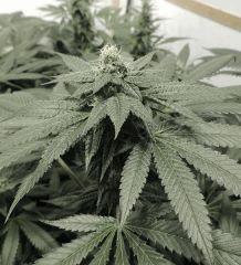Scott's OG (Rare Dankness)