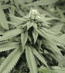 Scott's OG (Rare Dankness)