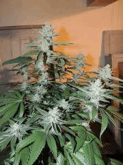 Scott's OG (Rare Dankness)