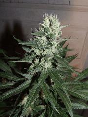 Ed Rosenthal Super Bud (Sensi Seeds)