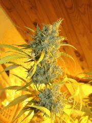 Moonhine Haze (Rare Dankness)