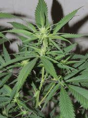 Ed Rosenthal Super Bud (Sensi Seeds)