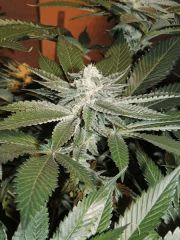 Scott's OG (Rare Dankness)