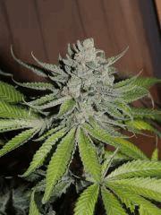 Scott's OG (Rare Dankness)