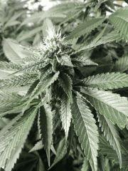 Scott's OG (Rare Dankness)