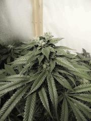Sour Diesel (Cali Connection)