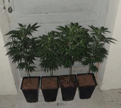 Ed Rosenthal Super Bud (Sensi Seeds)