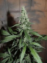 Ed Rosenthal Super Bud (Sensi Seeds)