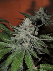 Scott's OG (Rare Dankness)