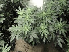 Sour Diesel (Cali Connection)