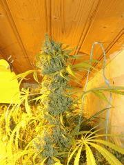 Moonhine Haze (Rare Dankness)