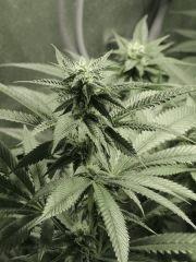 Scott's OG (Rare Dankness)