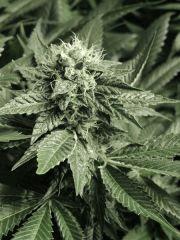 Scott's OG (Rare Dankness)