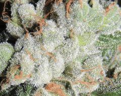Scott's OG (Rare Dankness)
