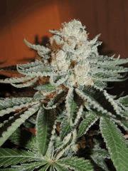 Scott's OG (Rare Dankness)