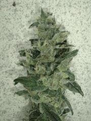 Skunk