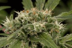 Amnésias strawberry