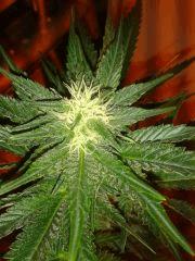 critical 24j