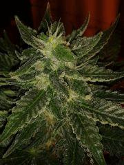 Critical  Flo  39j (1)