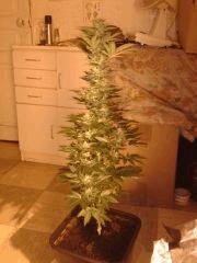 Critical  Flo 33j