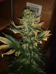 Critical  Floraison 78 jours (2)