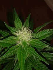 Moby Dick 2