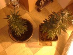 Moby dick Flo 37j