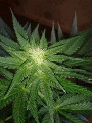 critical2