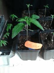 Bubba KushCroissance 17j