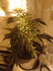Grapefruitflo 4j