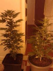 Moby-Dick Flo 41